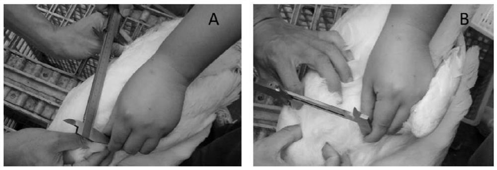 A method for estimating breast muscle meat production in live goose