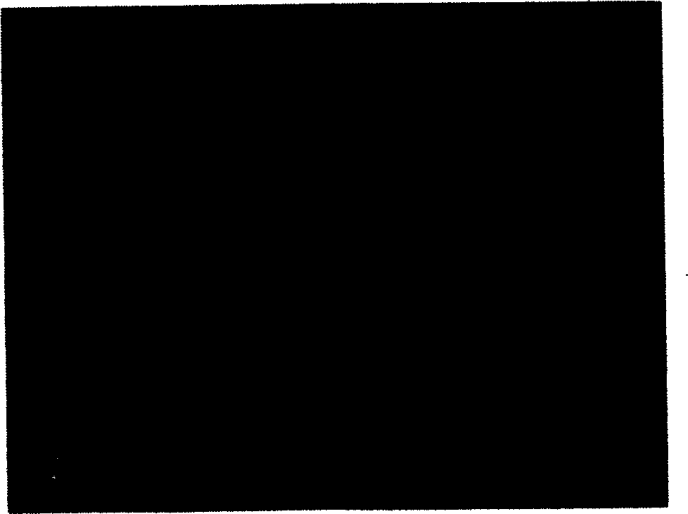 Process for preparing tin oxide nanocrystalline thin films