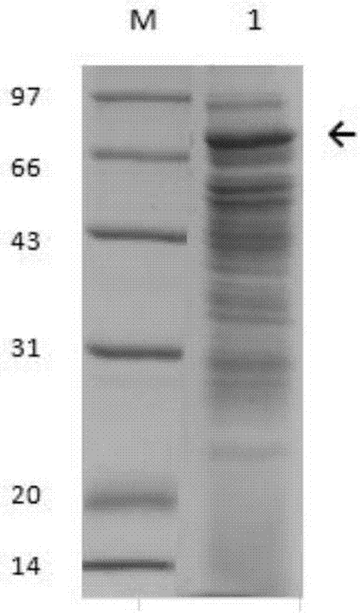 Branching enzyme and application of branching enzyme for preparing resistant dextrin