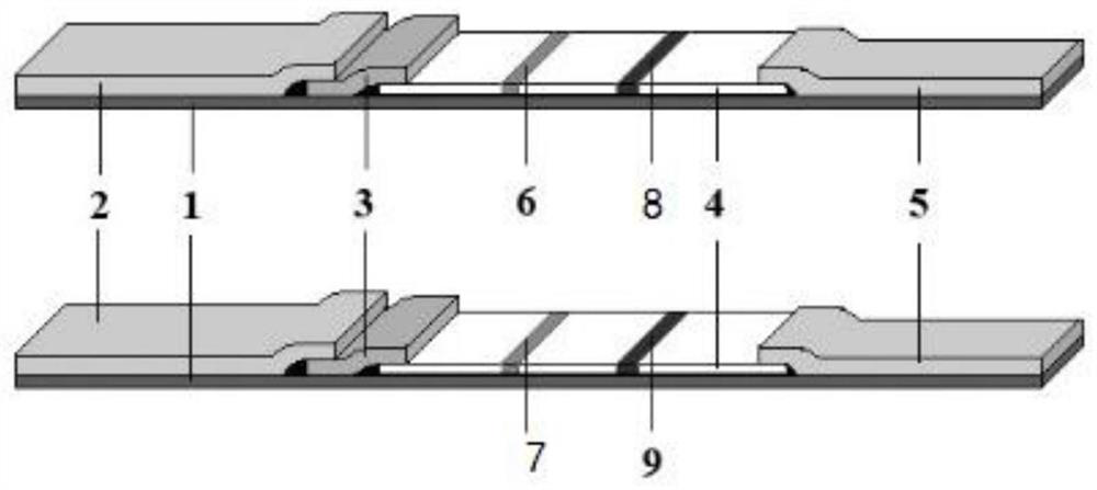 Test strip for double-line detection of antibody after novel coronavirus vaccine inoculation