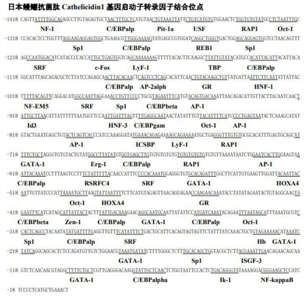 Anguilla japonica antibacterial peptide Cathelicidin1 gene promoter and application thereof