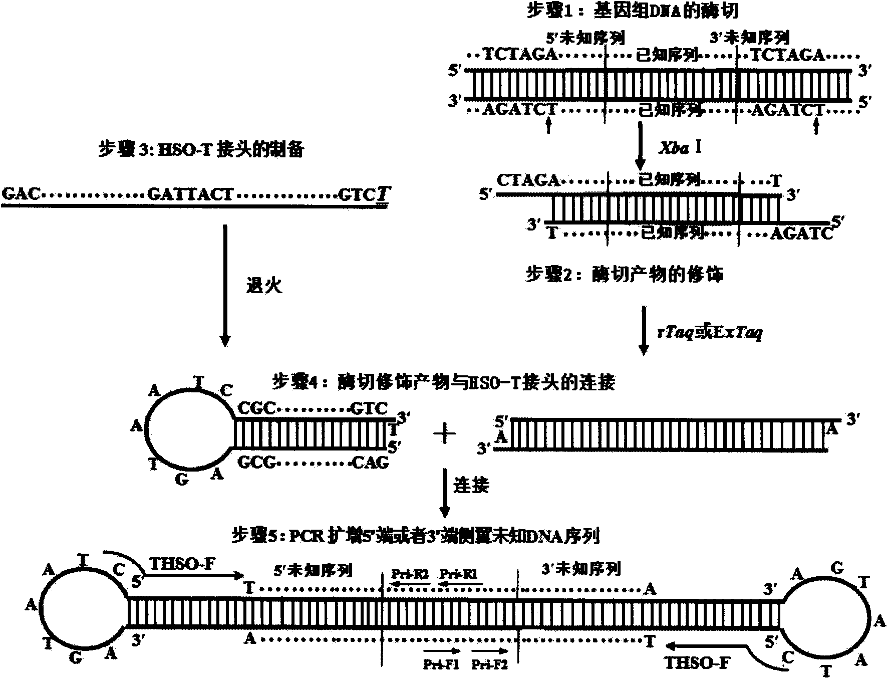 T-hairpin structure-mediated method for measuring unknown sequence of DNA flank