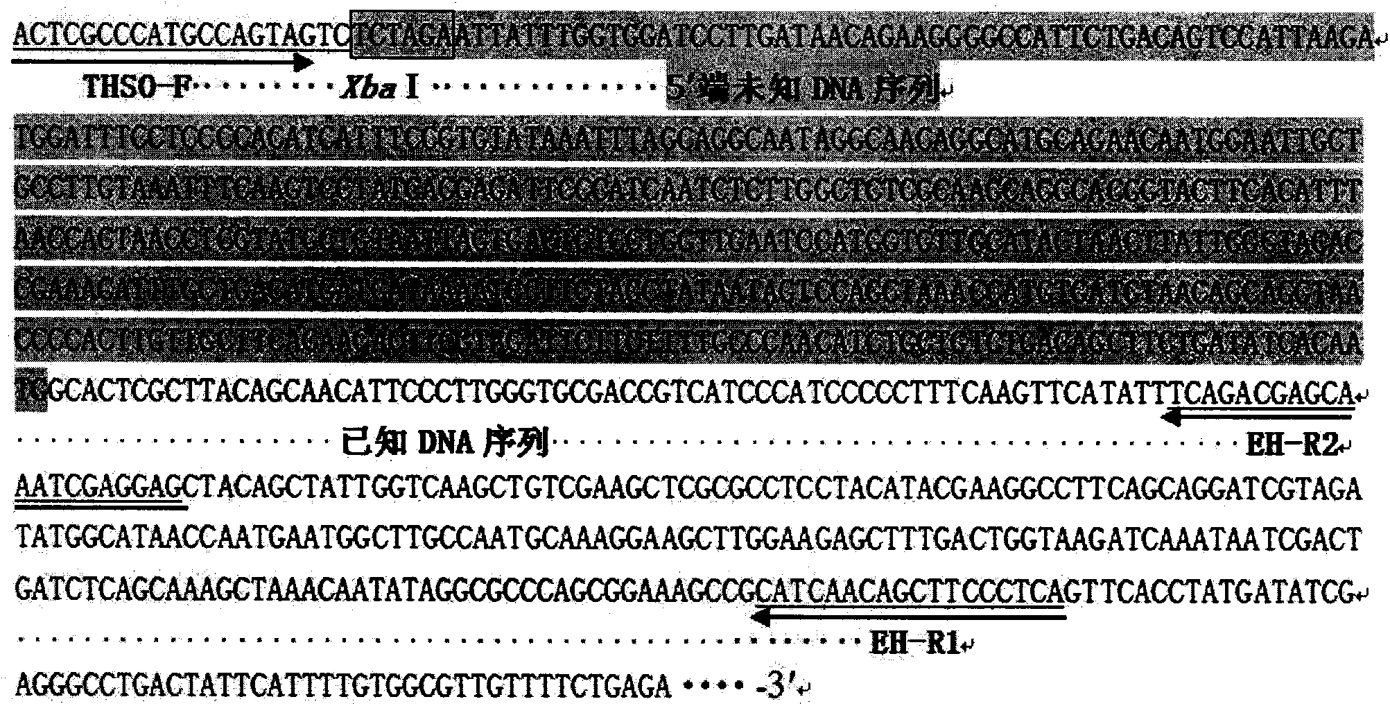 T-hairpin structure-mediated method for measuring unknown sequence of DNA flank