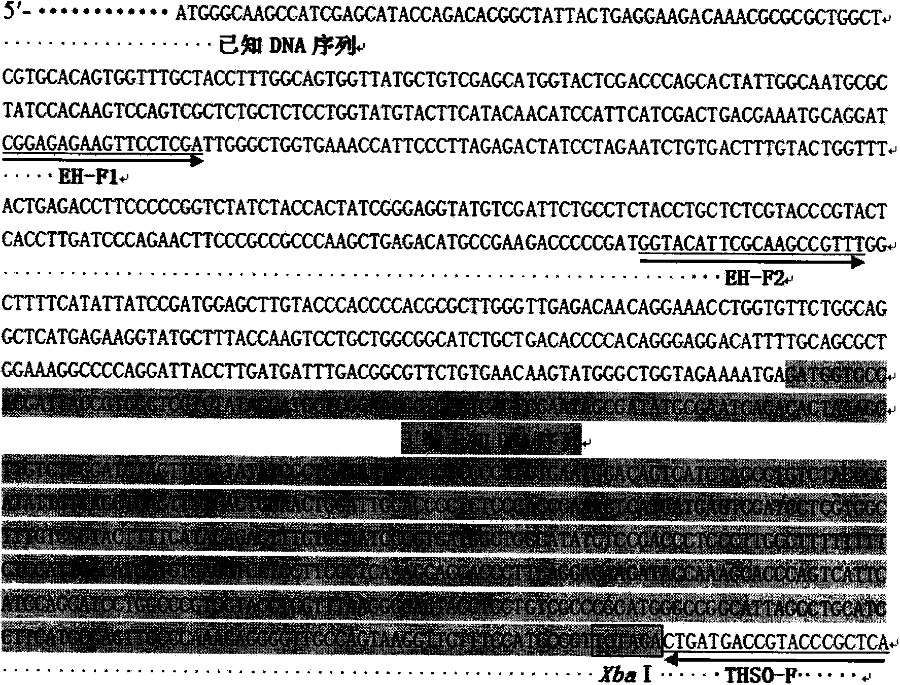 T-hairpin structure-mediated method for measuring unknown sequence of DNA flank