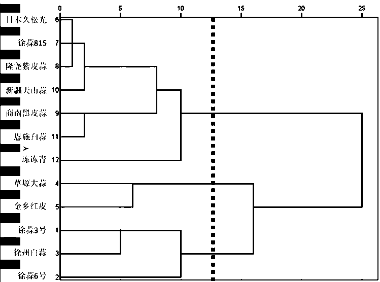 Resistance identification method of garlic tip blight