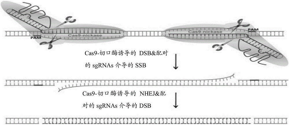 The Construction method and application of type ii animal model of mucopolysaccharide storage disease