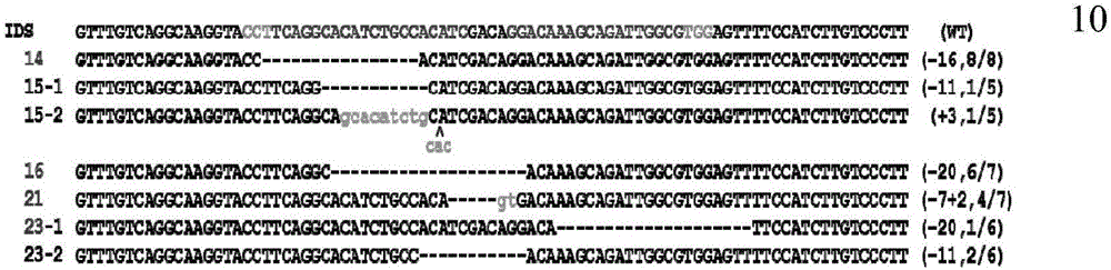 The Construction method and application of type ii animal model of mucopolysaccharide storage disease