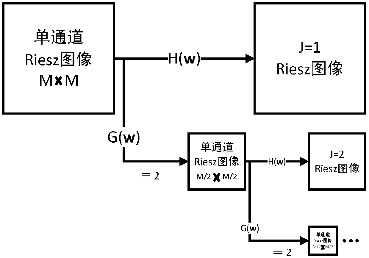 Vein recognition method based on riesz wavelet and sslm model