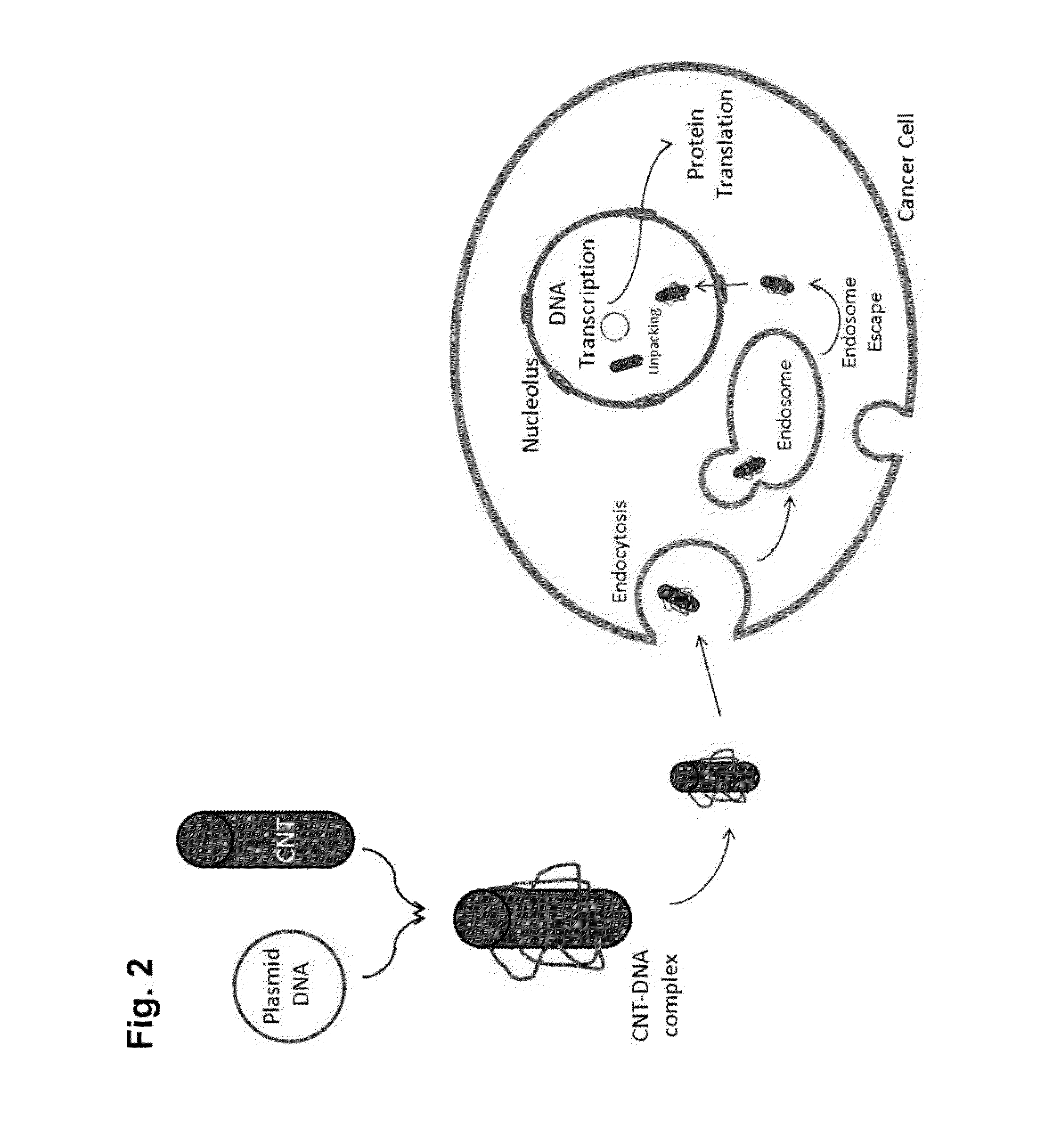 Anti-cancer nanoparticle compositions and methods of use