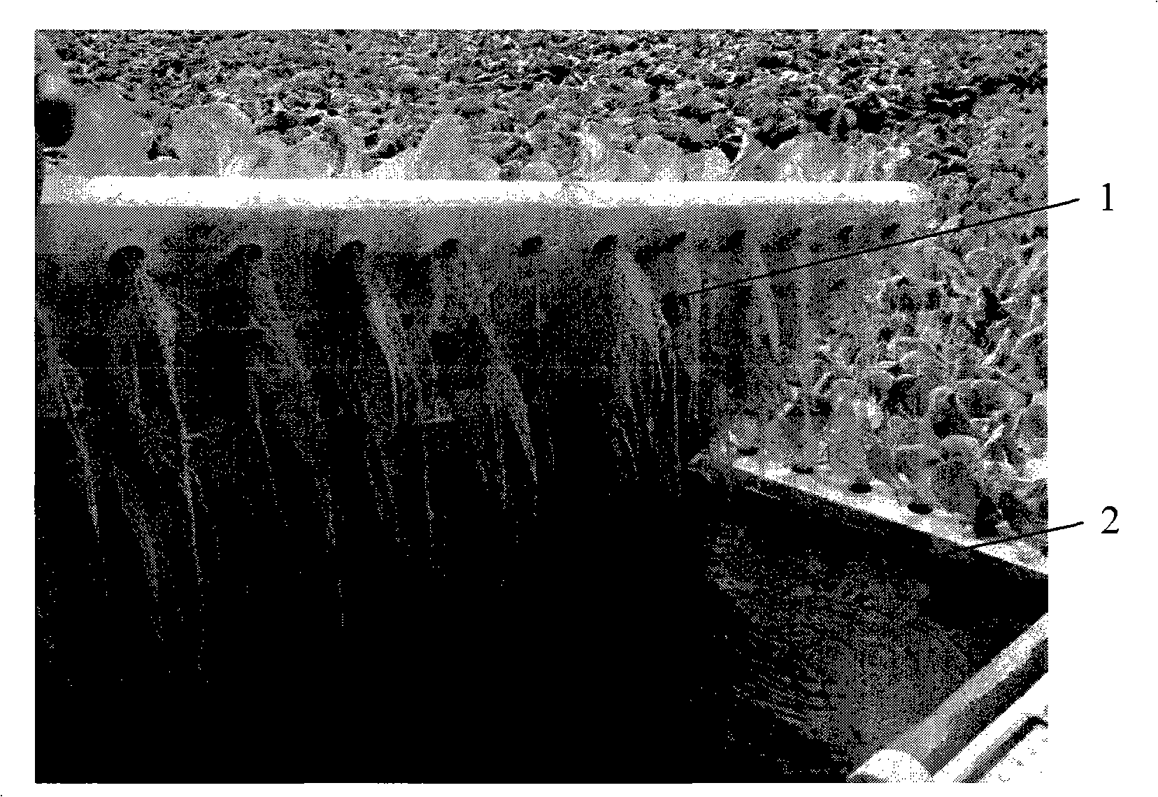 Boston butterhead lettuce water-culture nutrient solution and preparation method thereof