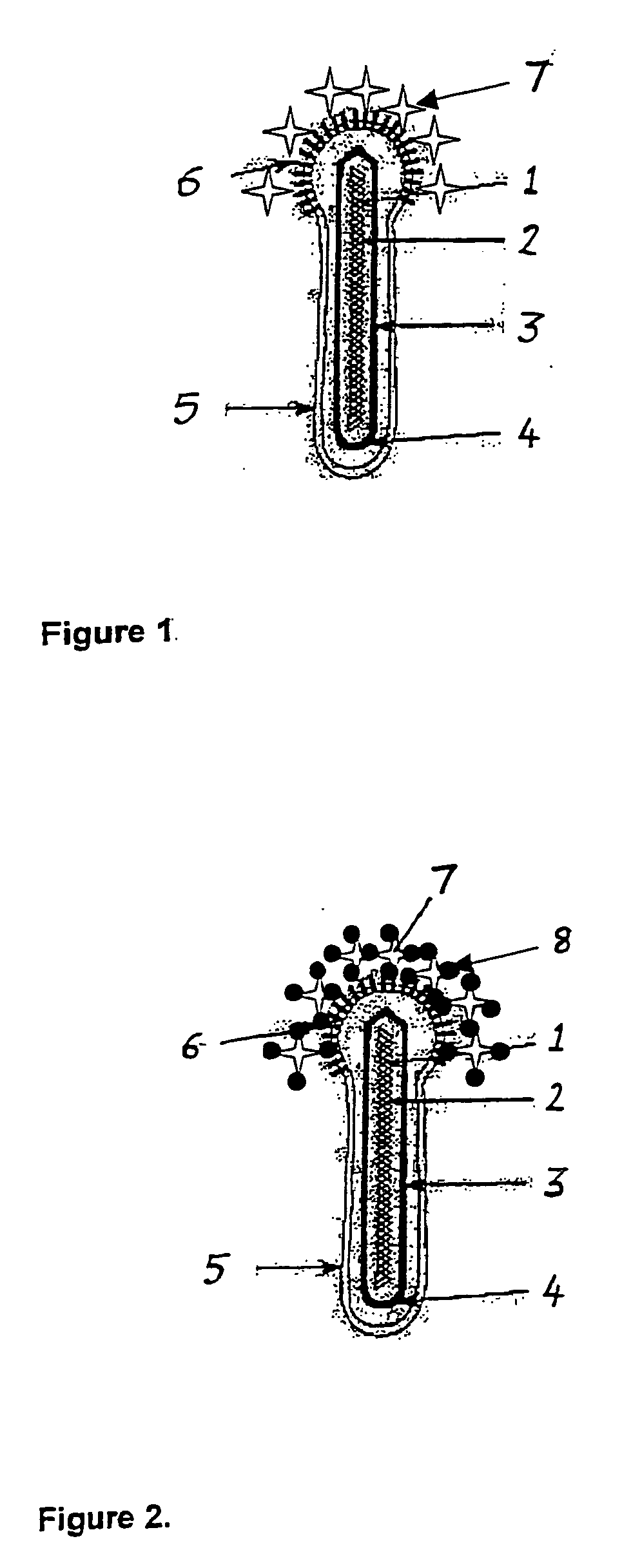 Avidin-pseudotyped viral vectors and their use