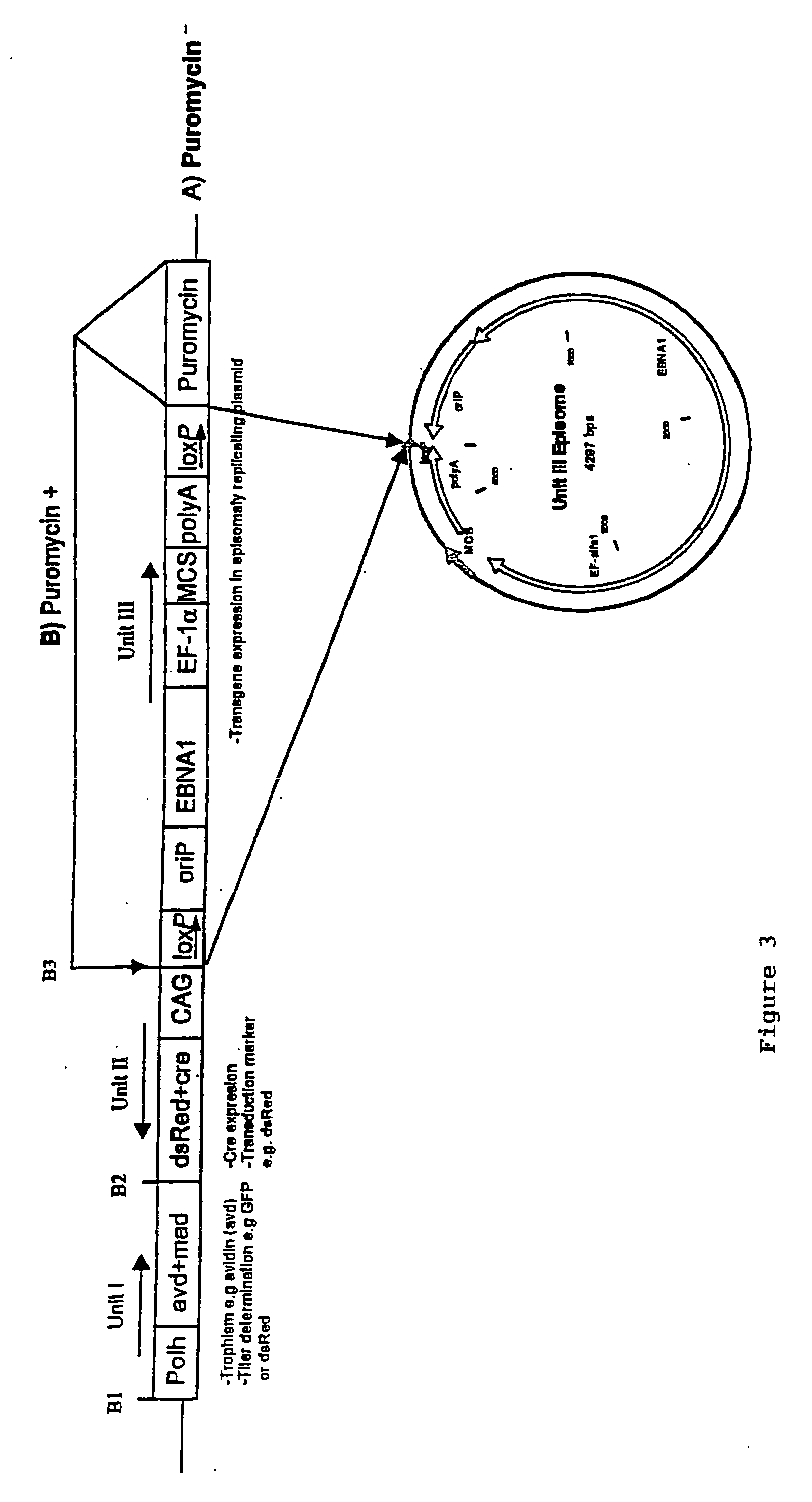 Avidin-pseudotyped viral vectors and their use