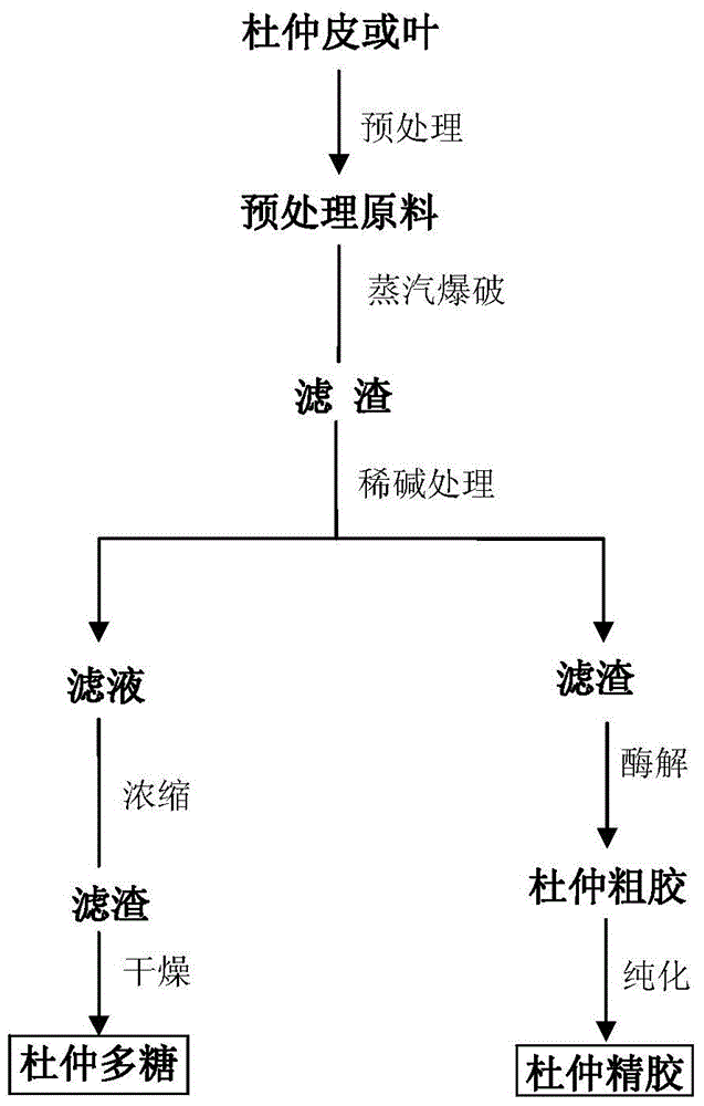 A method for extracting and separating eucommia gum