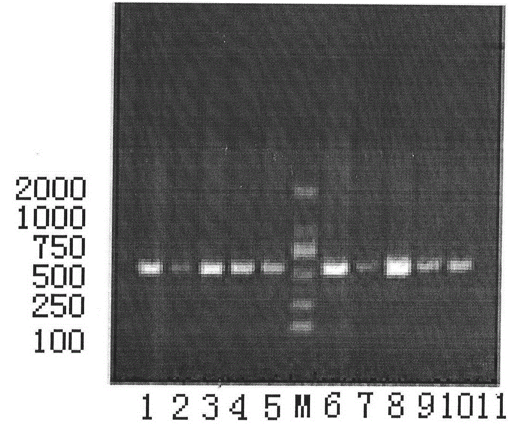 Application of hog cholera virus detection primer pair and detection kit