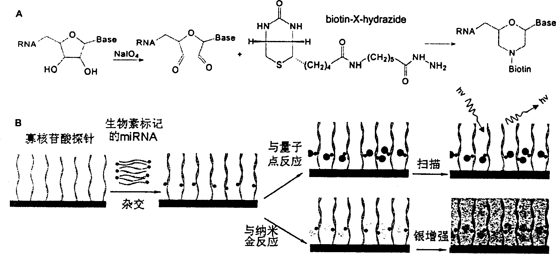 Oligonucleotide micro-array chip for detecting small molecule RNA