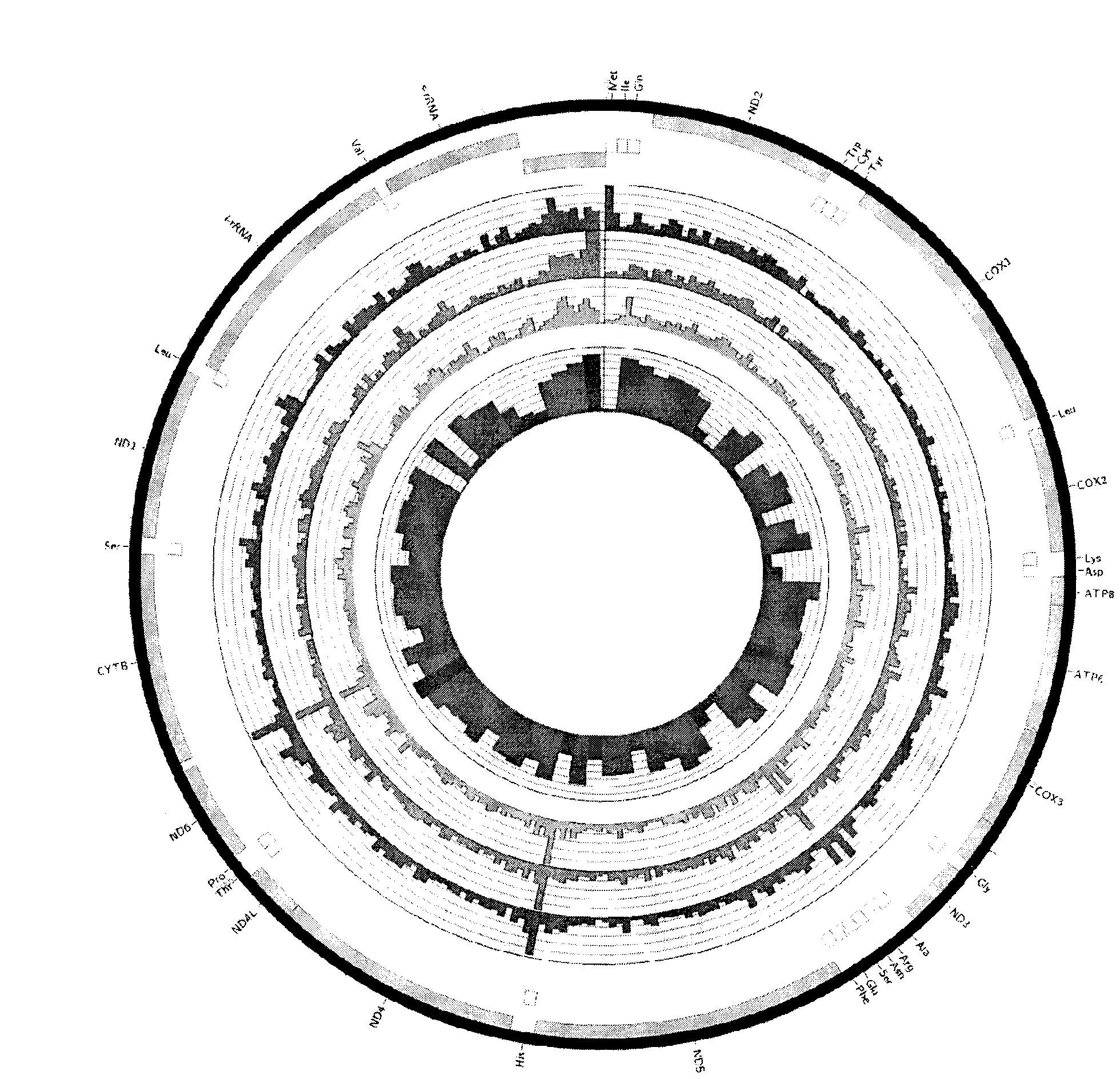 Mitochondrial gene sequence for identifying Cordyceps sinensis and method