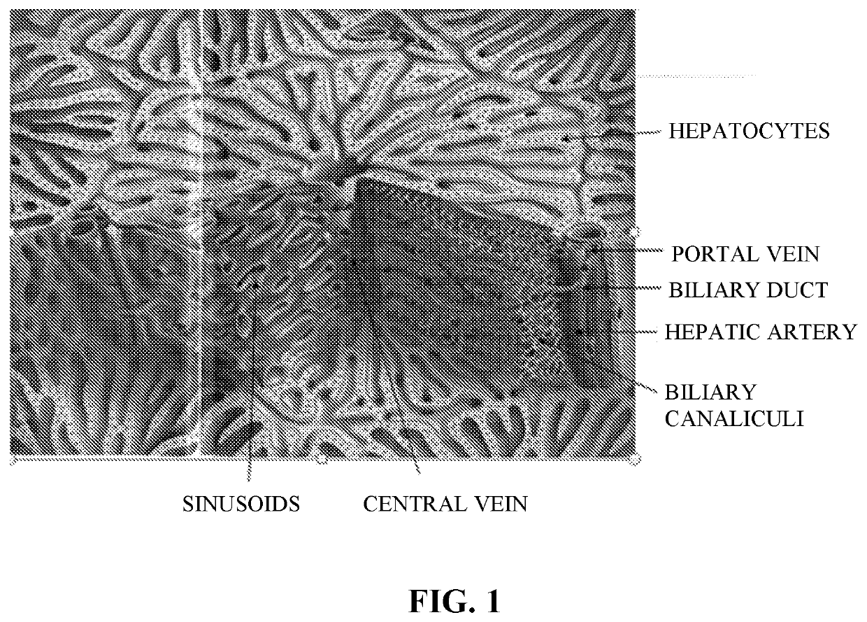 Use of Engineered Liver Tissue Constructs for Modeling Liver Disorders