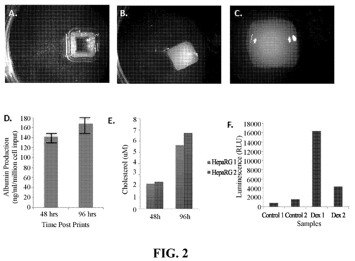 Use of Engineered Liver Tissue Constructs for Modeling Liver Disorders