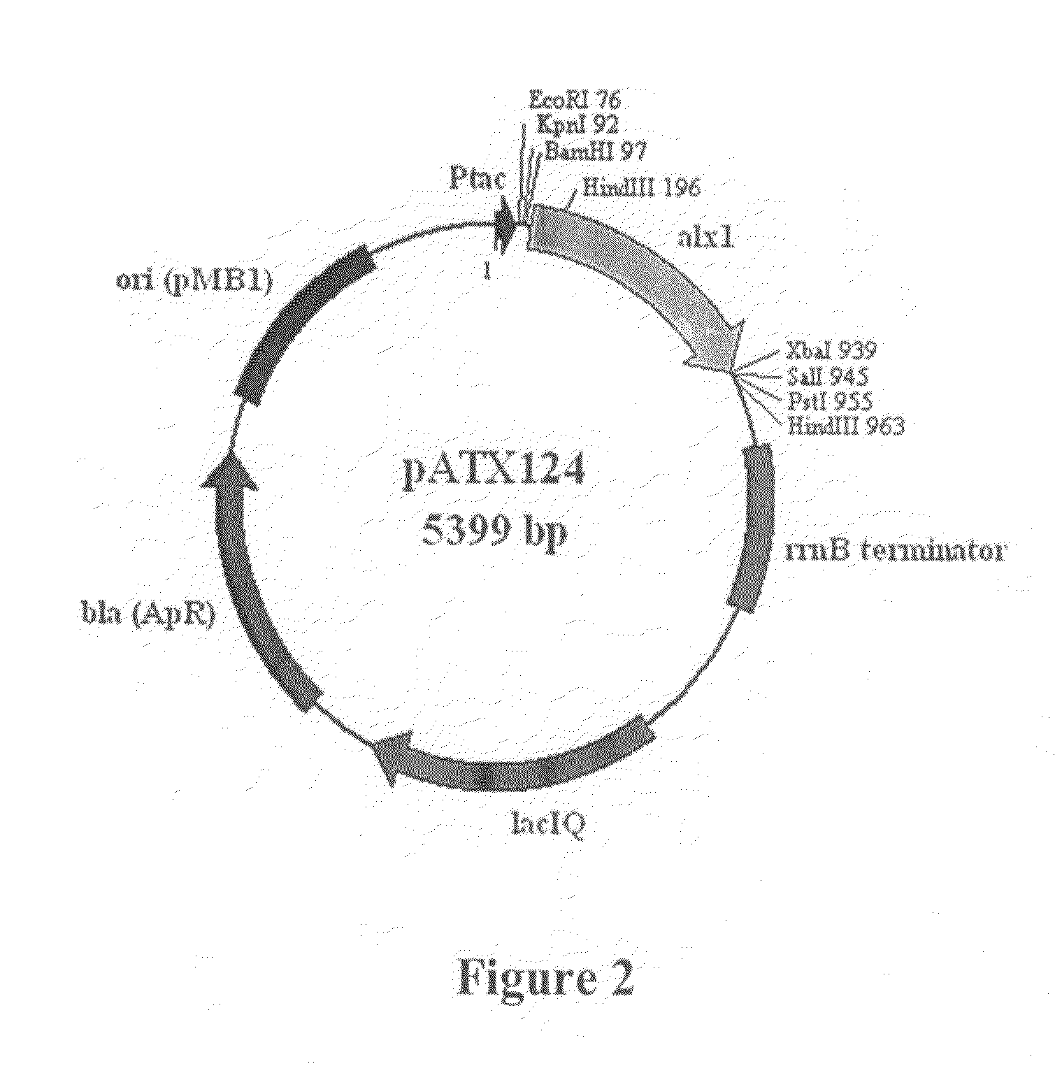 Method for microbial production of xylitol from arabinose