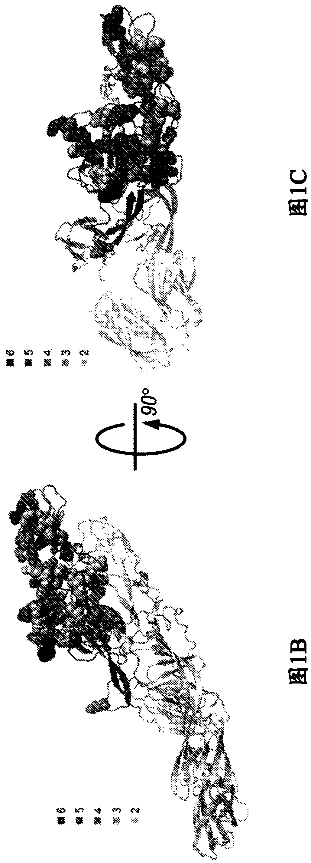 Antibody-mediated neutralization of chikungunya virus