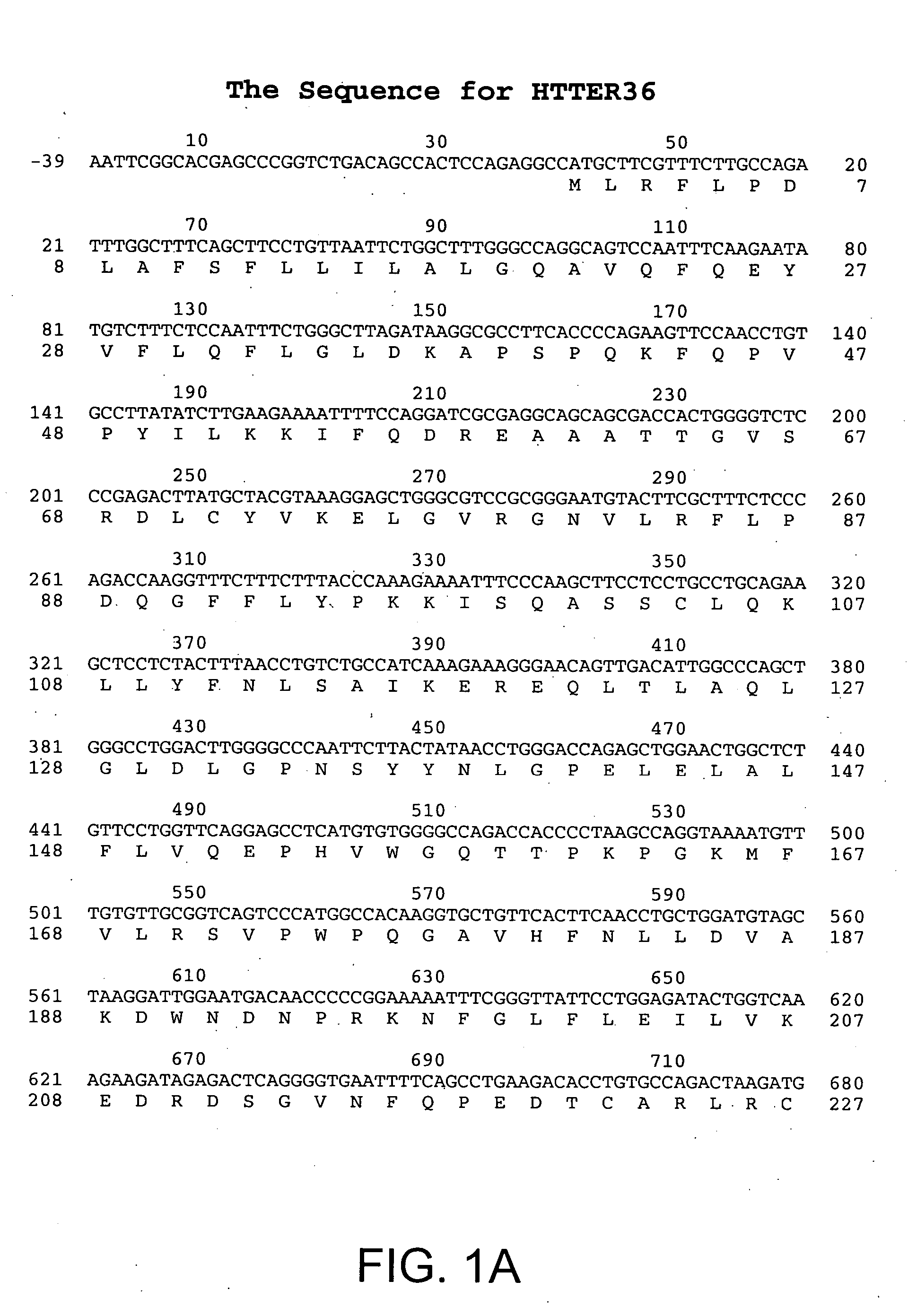 Growth factor HTTER36