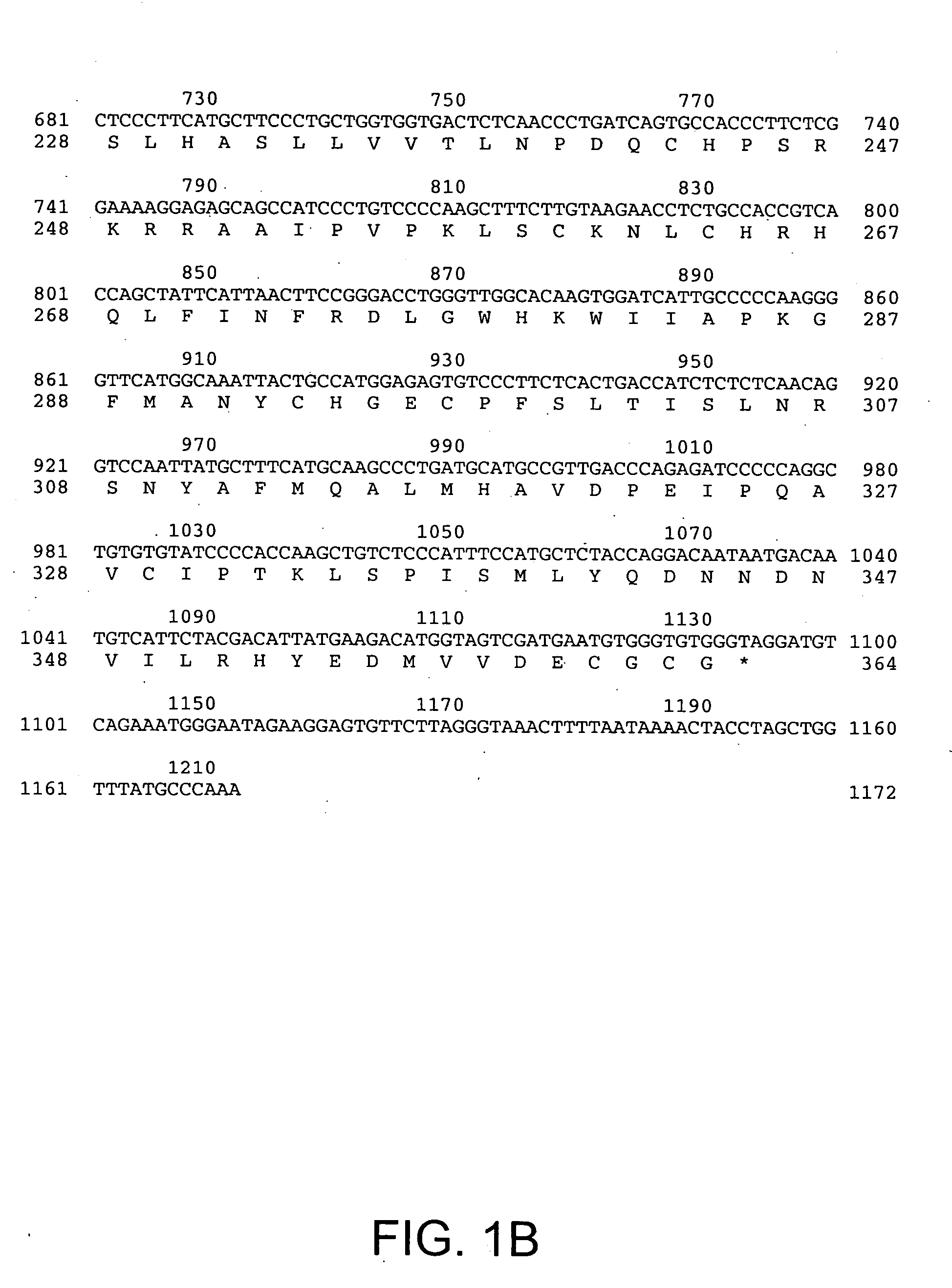 Growth factor HTTER36