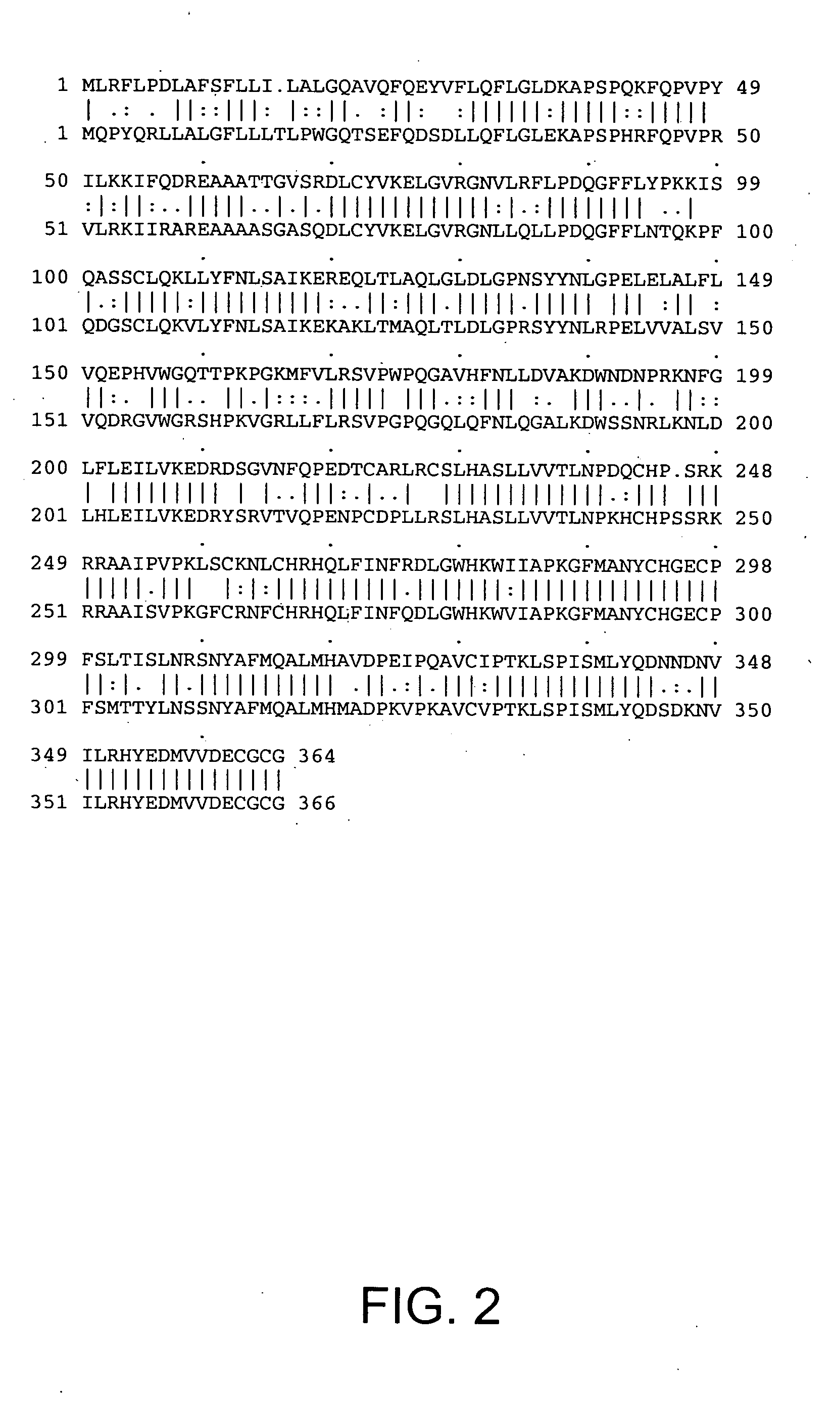 Growth factor HTTER36