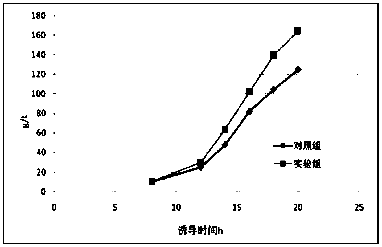 Cytoskeleton polymerase as well as preparation method and application of cytoskeleton polymerase