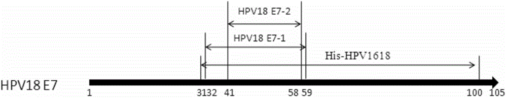 Monoclonal antibody for identifying HPV18 positive cervical epithelial cancer cells, and applications thereof