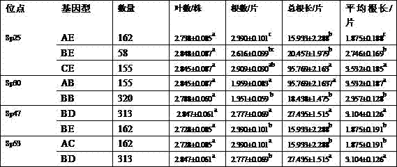 Method for screening molecular markers associated with growth of spriodela polyrrhiza roots