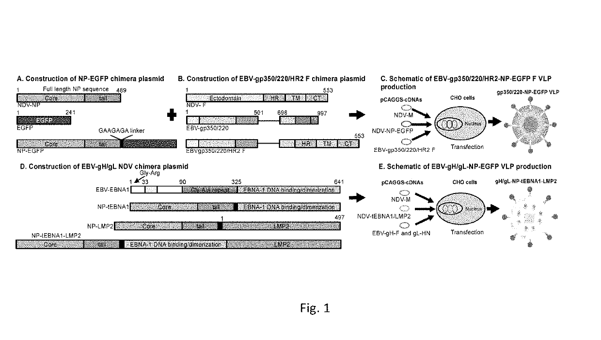 Virus-like particle compositions and vaccines against Epstein-Barr virus infection and disease