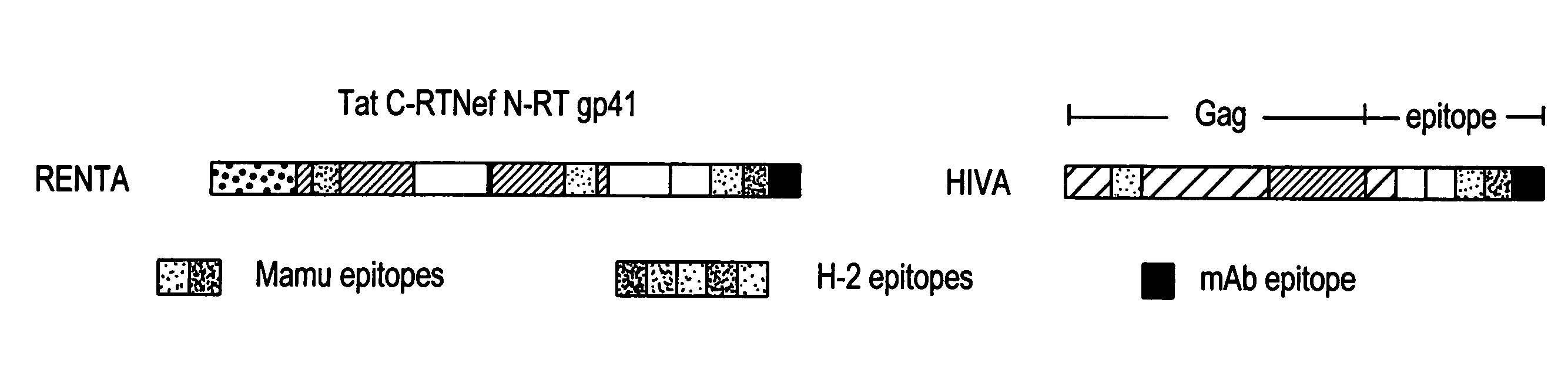 Renta: an HIV immunogen and uses thereof