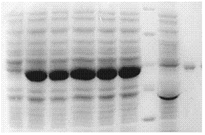 Milk cow Streptococcus uberis subunit vaccine GapC protein, and preparation method and application thereof