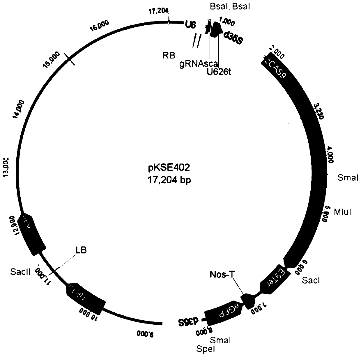 Agrobacterium rhizogenes-mediated transformation method for pumpkin root system and gene editing method