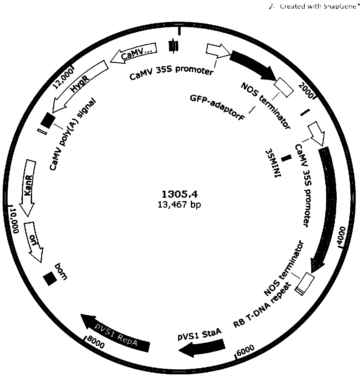 Agrobacterium rhizogenes-mediated transformation method for pumpkin root system and gene editing method