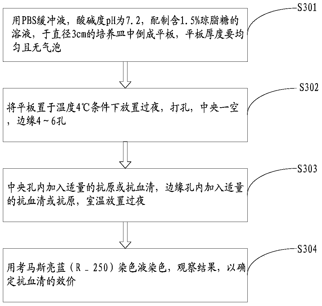 Preparation method of rabbit anti-tree shew antiserum