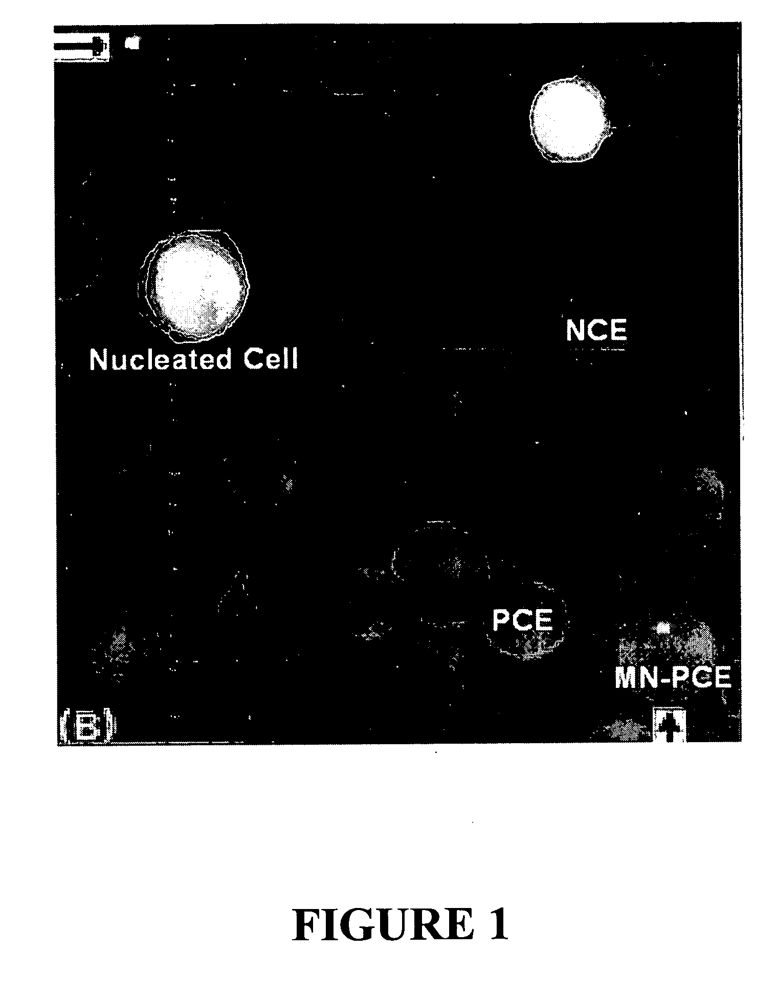 In vitro erythroid micronucleus assay for genotoxicity