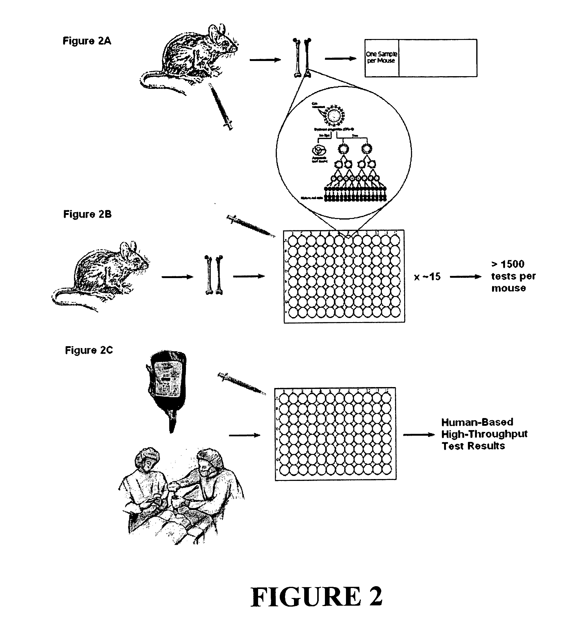 In vitro erythroid micronucleus assay for genotoxicity