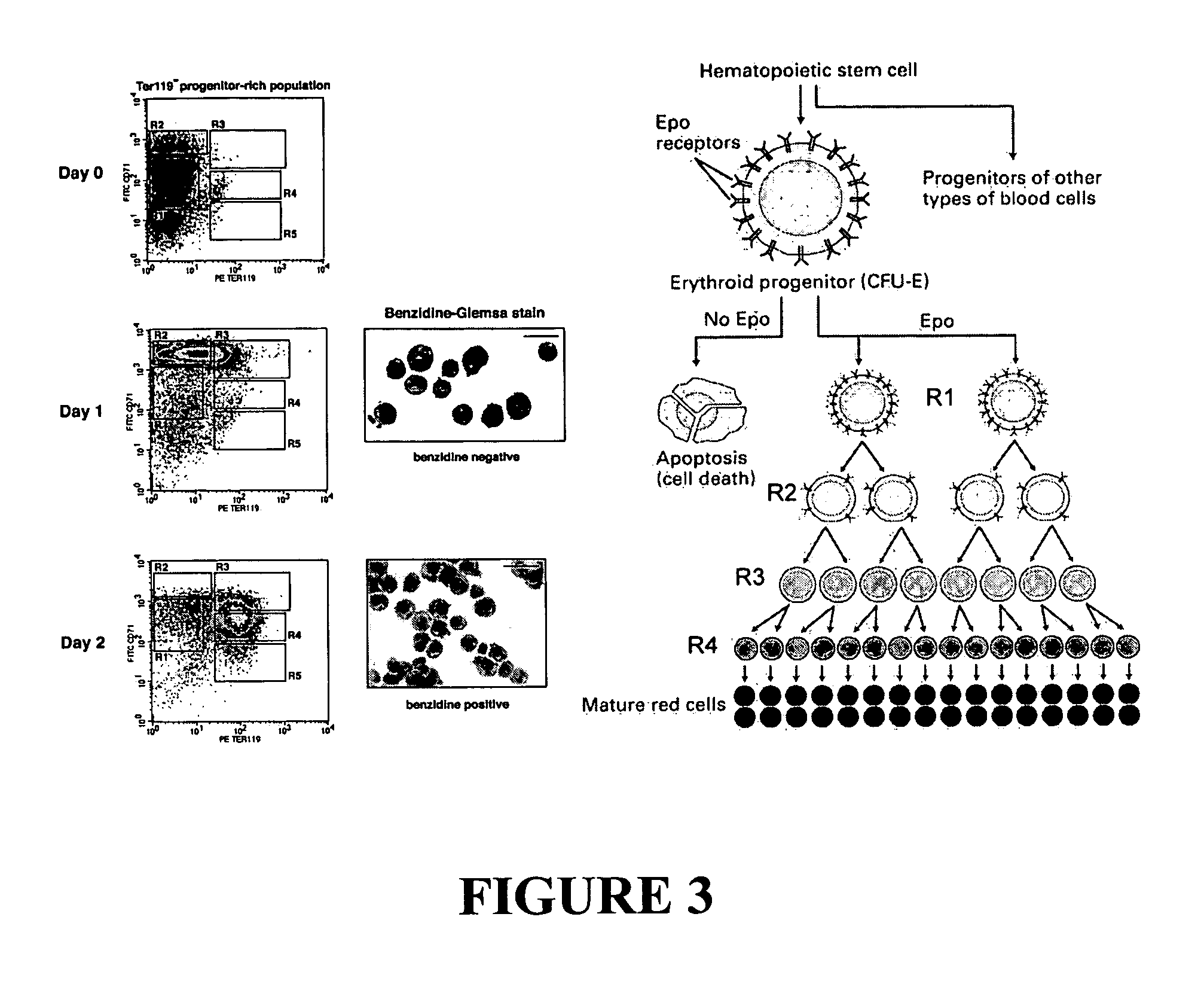 In vitro erythroid micronucleus assay for genotoxicity