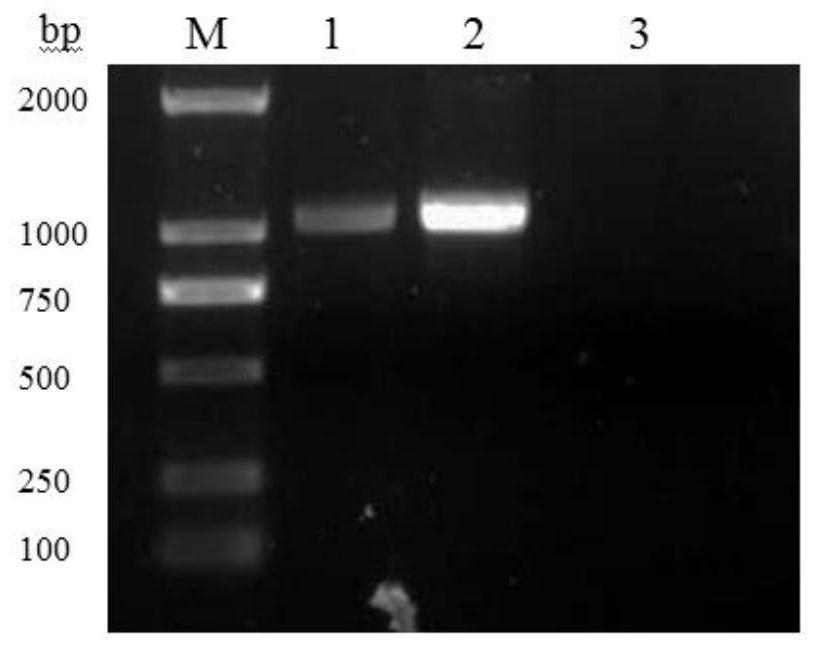 Establishment method and application of sheep endometrial epithelial cell line