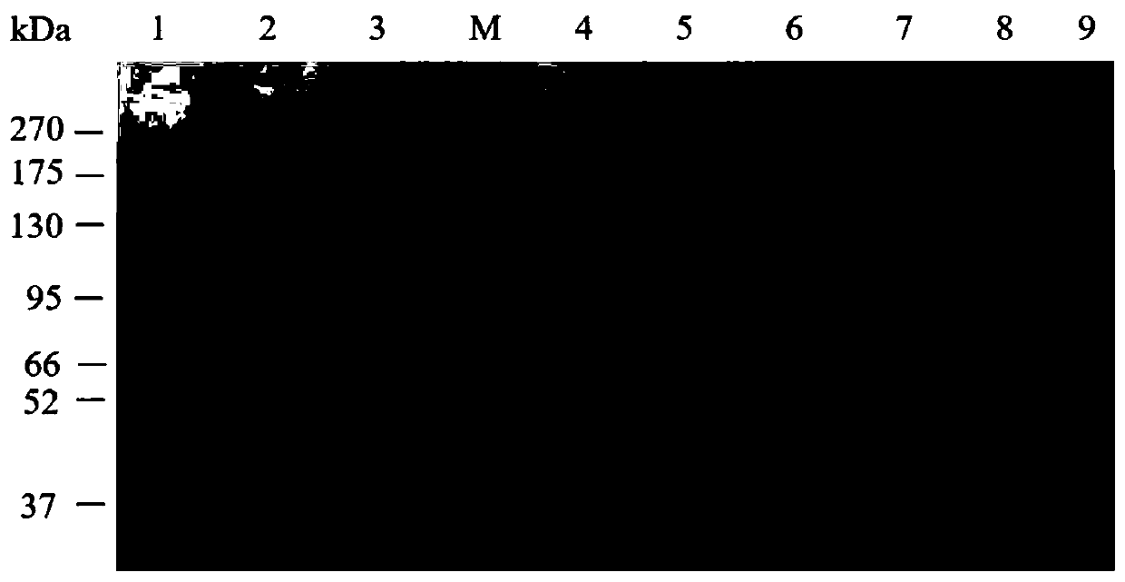 Lipase mutant and application thereof in decontamination