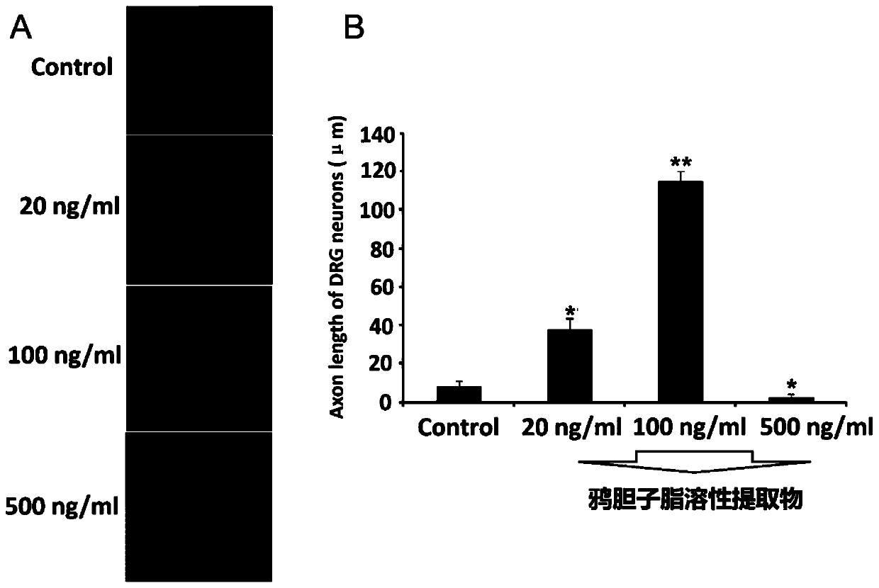 Application of java brucea fruit fat-soluble extract in preparation of drugs for promoting peripheral nerve regeneration