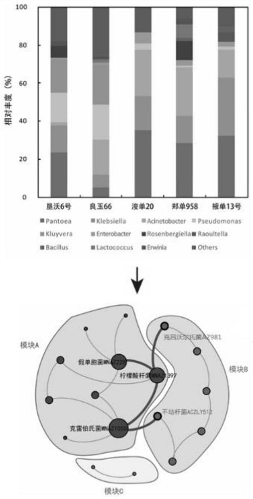 Enhanced high-efficiency nitrogen-fixing complex microbial system added with non-nitrogen-fixing bacteria and application thereof