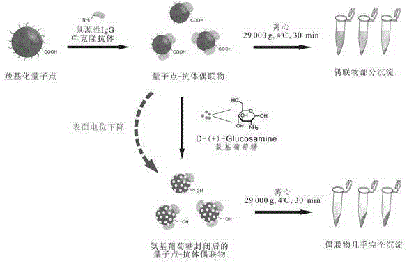 A method for efficient purification of quantum dots and igg-like monoclonal antibody conjugates