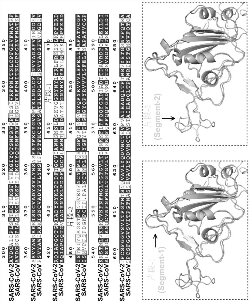 Gene targeting novel coronavirus spinous process, kit, screening method and application