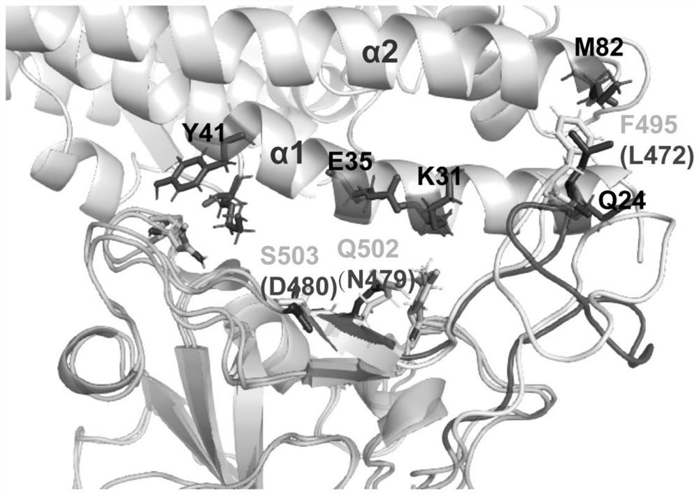 Gene targeting novel coronavirus spinous process, kit, screening method and application