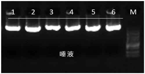 Magnetic bead-based DNA extraction method, lysate and kit