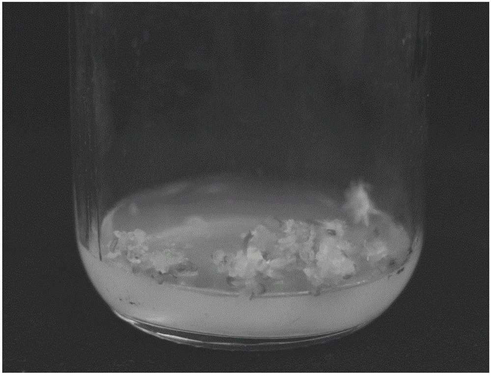 Tissue culture method of succulent Haworthia emelyae v.comptoniana 'KYODAI AKASEN' HO1