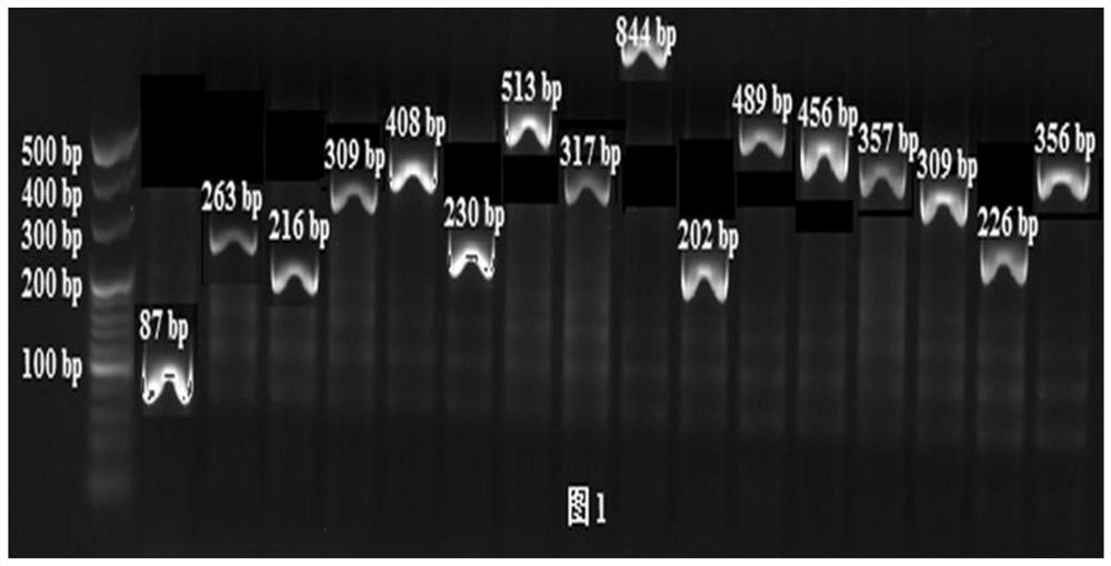 A method for obtaining myc gene in human tissue by two-step overlapping PCR method