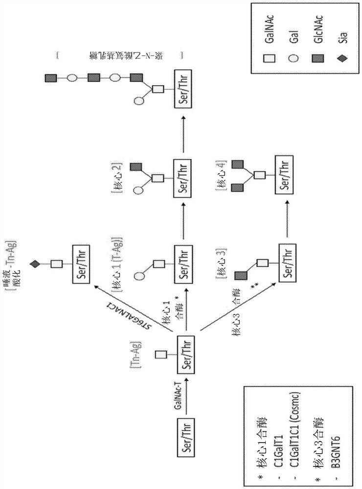 Tn-muc1 chimeric antigen receptor (CAR) t cell therapy